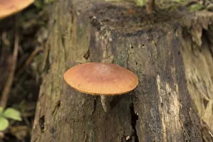 Mushrooms with moss in mixed forest