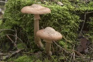 Mushrooms with moss in mixed forest