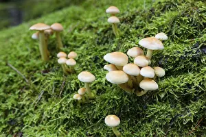 Mushrooms and mosses grow on the rotten tree trunks in the forest