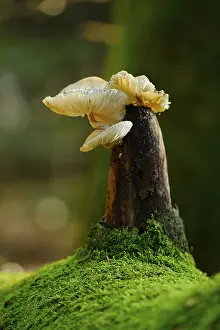 Mushrooms protruding from a mossy tree trunk