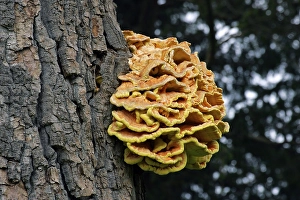 Mushrooms Sulphur Polypore (Laetiporus sulphureus)