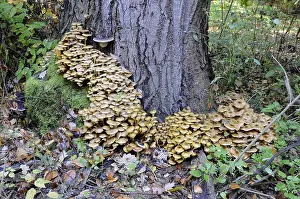Mushrooms, tree, sponges, forest