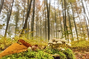 Mushrooms on tree stump with autumnal Beech forest (Fagus) with fog