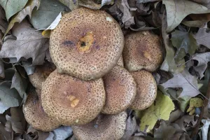 Mushrooms in the woods on a tree