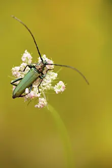 Musk beetle (Aromia moschata) Rhineland-Palatinate