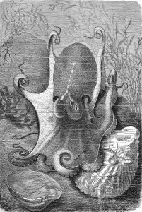 Musk octopus, Eledone moschata is a small cephalopod from the genus Eledone