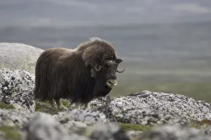 Musk ox Bisamox sheep ox (Ovibus moschatus)