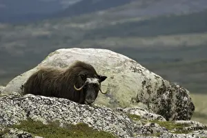 Musk ox Bisamox sheep ox (Ovibus moschatus)
