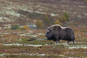 The musk ox bull (Ovibos moschatus) is an impressive animal