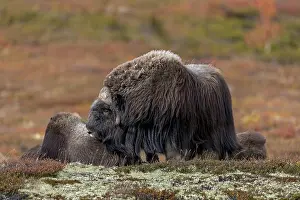 The musk ox bull (Ovibos moschatus) often tries to ask the group members to end the break