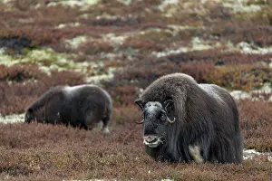 A musk ox cow (Ovibos moschatus) with calf looking for food in the tundra