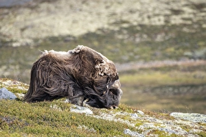 Musk ox (Ovibos moschatus), bull