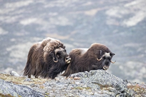Category Scandinavia Prints: Musk ox (Ovibos moschatus), bull with female