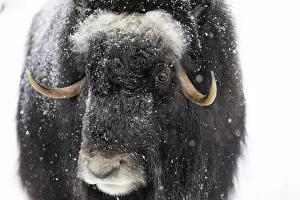 Musk ox (Ovibos moschatus) (C)