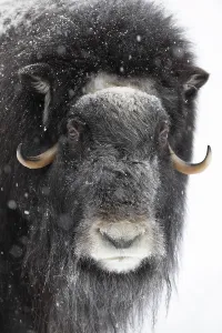 Musk ox (Ovibos moschatus) (C)