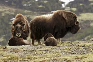 Musk ox Ovibos moschatus two cows with calves