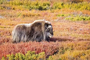 Musk ox (Ovibos moschatus), in Dovrefjell