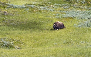 Category Scandinavia Prints: Musk ox (Ovibos moschatus) in the fjell
