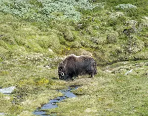 Musk ox (Ovibos moschatus) in the fjell