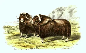 Musk ox (Ovibos moschatus), also known as musk ox or sheep ox