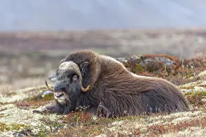 Musk ox (Ovibos moschatus), lying