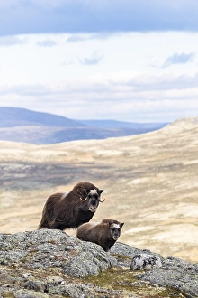 Category Scandinavia Prints: Musk ox (Ovibos moschatus), mother with young