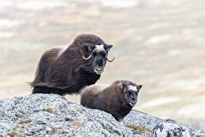 Category Scandinavia Prints: Musk ox (Ovibos moschatus), mother with young