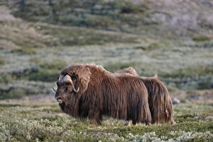 Musk Ox (Ovibos moschatus), Nationalpark Dovrejell