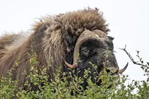 Musk ox (Ovibos moschatus), portrait