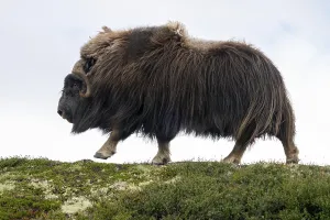 Musk ox (Ovibos moschatus) running in the tundra