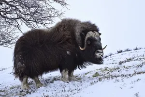 Musk ox (Ovibos moschatus) in the snow