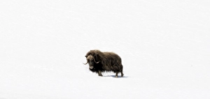 Musk ox (Ovibos moschatus) in the snow