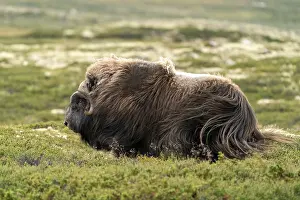 Musk ox (Ovibos moschatus) in the tundra