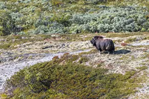 Musk ox (Ovibos moschatus) in the tundra