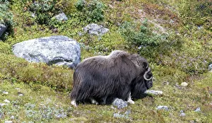 Musk ox (Ovibos moschatus) in the tundra