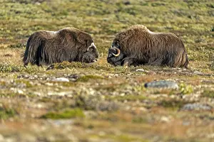 Two musk oxen (Ovibos moschatus)