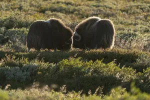 Two musk oxen (Ovibos moschatus)