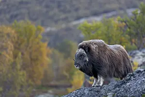 Musk oxen (Ovibos moschatus)