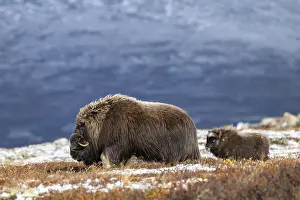 Musk oxen (Ovibos moschatus), bull with young in autumnal tundra