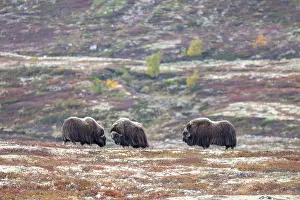 Musk oxen (Ovibos moschatus), bulls in autumnal tundra