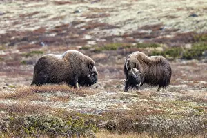 Musk oxen (Ovibos moschatus), bulls in autumnal tundra