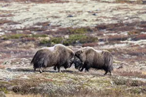 Musk oxen (Ovibos moschatus), bulls fighting in autumnal tundra