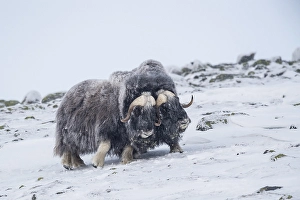 Musk oxes (Ovibos moschatus), two males in a snowstorm