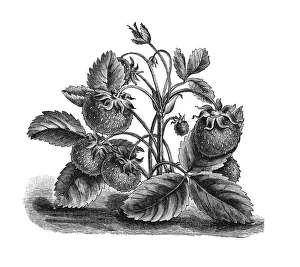 Musk strawberry, historical illustration from: Theodore Long: Allgemeines Illustriertes Gartenbuch