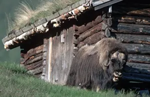 Muskox, Dovrefjell national park