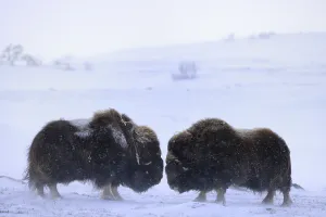 Muskox (Ovibos moschatus) two adult males
