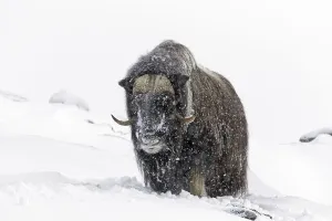 Fascination Winter - Animal Prints: Muskox (Ovibos moschatus) bull portrait of male during snowfall on snow covered tundra in winter