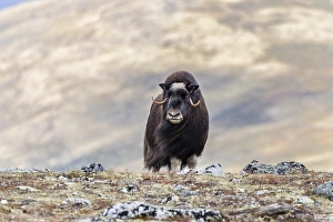 Category Scandinavia Prints: Muskox (Ovibos moschatus), female