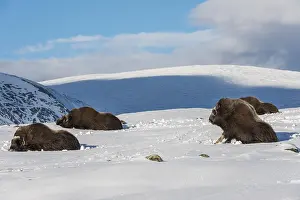 Four Muskox in the snow in National Park Dovrefjell in Norway