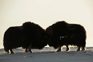 Muskoxen (Ovibos moschatus), Dovrefjell- Sunndalsfjella National Park